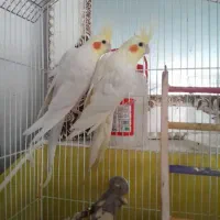 عروس هلندی مولد
