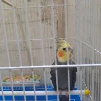 عروس هلندی