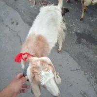 فروش