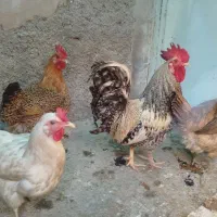 مرغ و خروس و جوجه