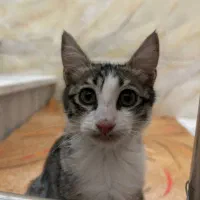 گربه|گربه|چهارباغ, |دیوار