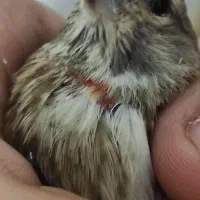 سهره سینه سرخ قناری
