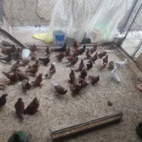 تعدادی کبوتر راعبی رواعب سرخ و زرد