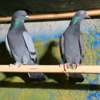 کبوتر تیدی و ایرانی