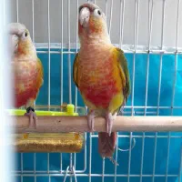 جفت گیرینچیک جوانه