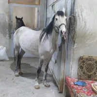 خرید و فروش اسب بارکش و سواری و باری