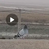 گمشده دورگ دم سفید