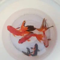 ماهی قرمز و گلدفیش مولد، سبزه و تنگ، سمنو