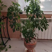 گل زیبا