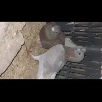 کفتر