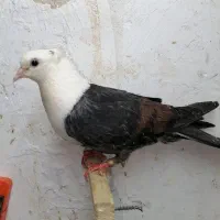مداد پاکن