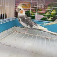 جفت عروس  با جوجه