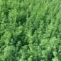 بذریونجه ابی باعمرطولانی