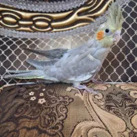 عروس هلندی