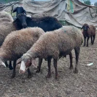 گوسفند بره و آبستن