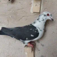 کفتر بوم