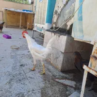 خروس