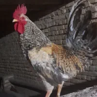 خروس