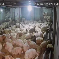 نیاز به چوپان درمنطقه شیروان روستای حسین آباد