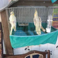 عروس هلندی