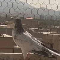 جوجه اصیل پرشی