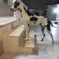 سگ گریت دین|سگ|تهران, تهرانپارس جنوبی|دیوار