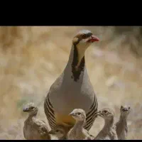 جوجه 5روزه