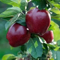 سرکارگر سیب هستم به تعداد25نفر