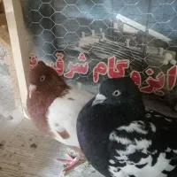 کفتر سینه سیاه