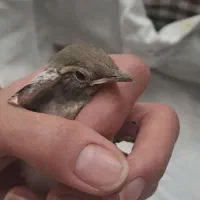 سهره