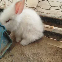 بچه خرگوش لوپ