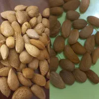 بادام سنگی