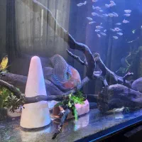 ماهی تترا بلک نئون