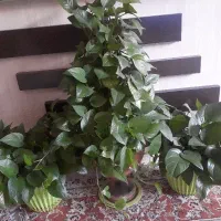 گل آپارتمان پتوس