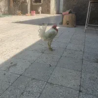 خروس