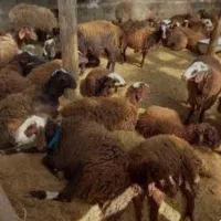 گوسفند.بره.نذری.عقیقه.چک