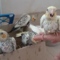 عروس هلندی سرلاکی