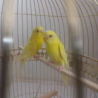 مرغ عشق چشم شرابی