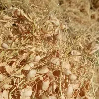 عدس دیم|خوردنی و آشامیدنی|مشهد, خواجه ربیع|دیوار