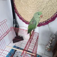 شاه طوطی نر 6ماهه