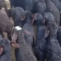 میش چاق