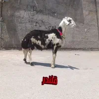 بره قوچ
