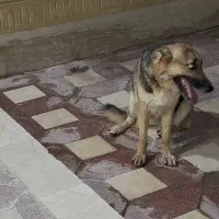 سگ ژرمن شیپر