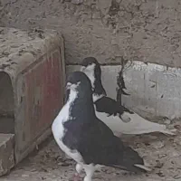 نروماده با دوتا جوجه۱۸۰۰۰۰۰ یک جفت نر ماده کاشونی