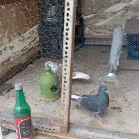 کبوتر سیاه لایلی تخم داره دوستان