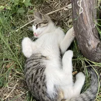 گربه|گربه|مرند, |دیوار