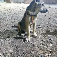 توله اصیل ۴ماهه بدردبخور