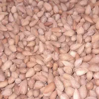 بادام تلخ