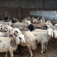 60تامیش ترکی همه بشرط جوان آبستن جفتی 55
