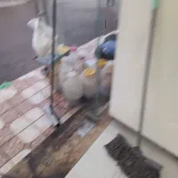 ویترین قنادی ، سنگین جادار شیشه و زد زنگ